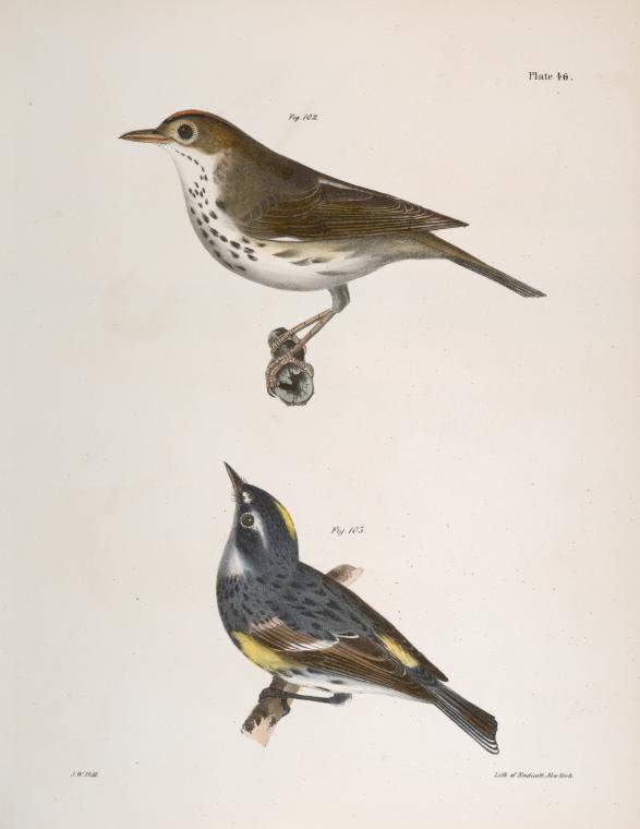 102. The Oven-bird (Seiurus aurocapillus). 103. The Myrtle-bird (Sylvicola coronata).