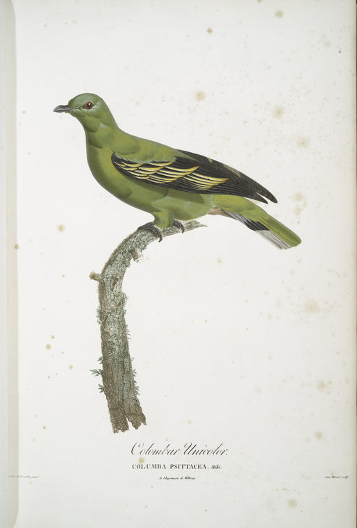 Les Colombars: Colombar Unicolor (Columba Psittacea)