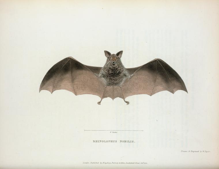Rhinolophus nobilis.