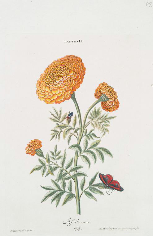 Tagtes II 'Afrikaan'[Marigold]