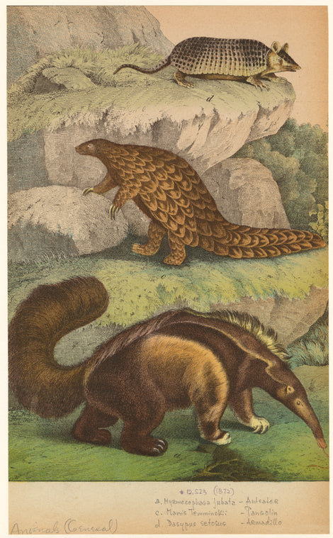 Myrmecophaga jubata -- anteater ; Manis temminckii -- pangolin ; Dasypus setosus -- armadillo