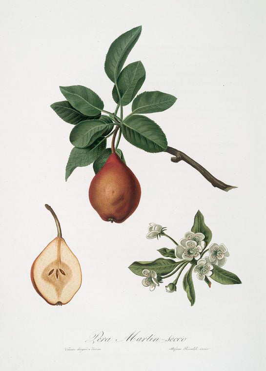 Pera Martin-secco. [Pyrus Pedemontana ; Pear]