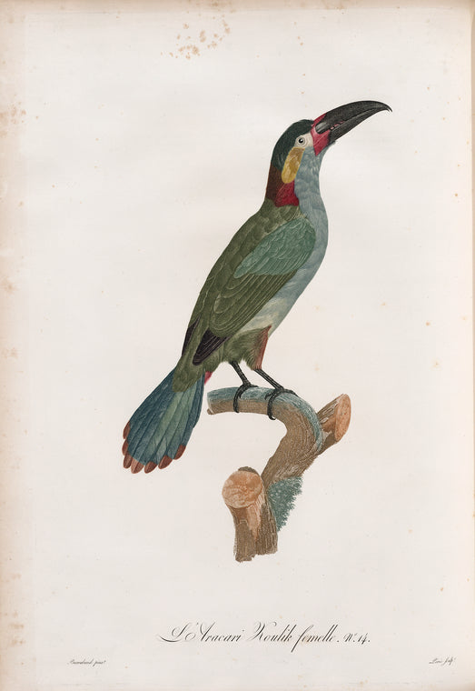 L'Aracari Koulik femelle.