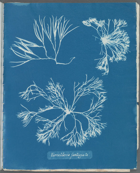 Furcellaria fastigiata