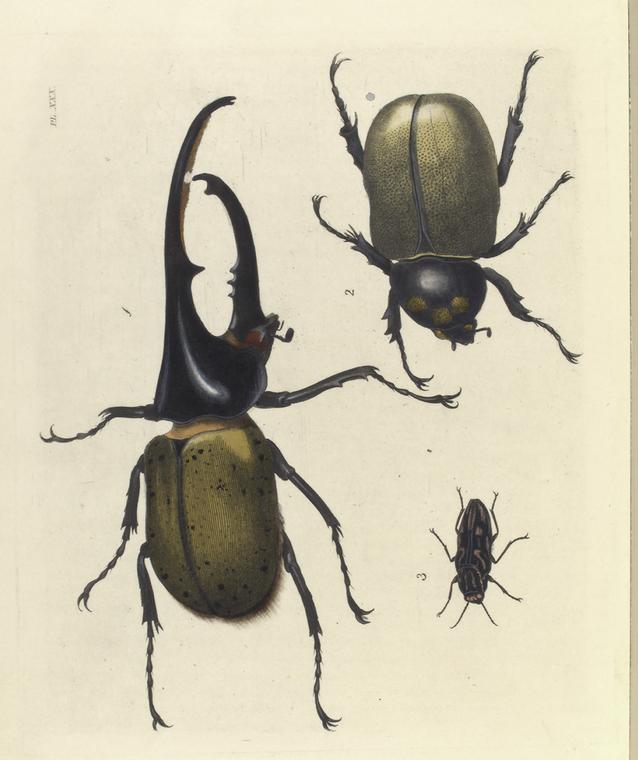 1. Dynastes Hercules (Male); 2. Dynastes Hercules (Female); 3. Buprestis (Chalcophora) Virginiensis.
