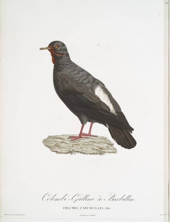 Les Colombi-Gallines: Colombi-Galline à Barbillon (Columba Carunculata)