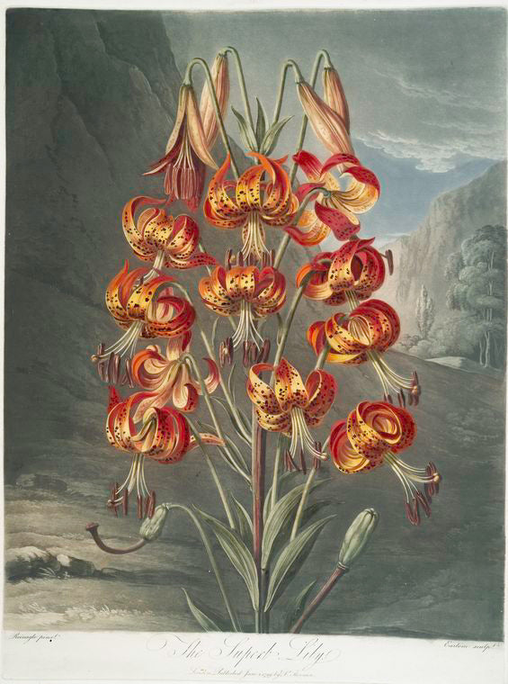 The superb lily.