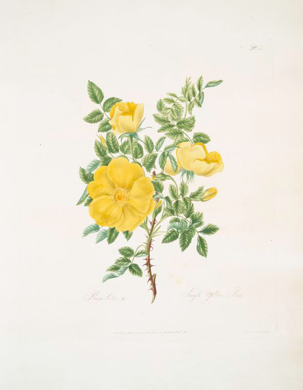 Rosa lutea