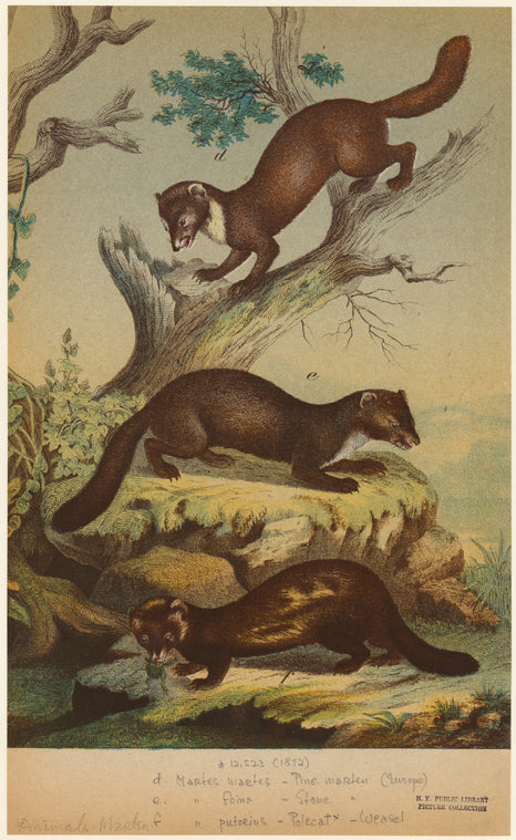 Martes martes -- Pine marten (Europe) ; [Martes] foina -- Stone [marten] ; [Martes] putorius -- Polecat (Weasel)