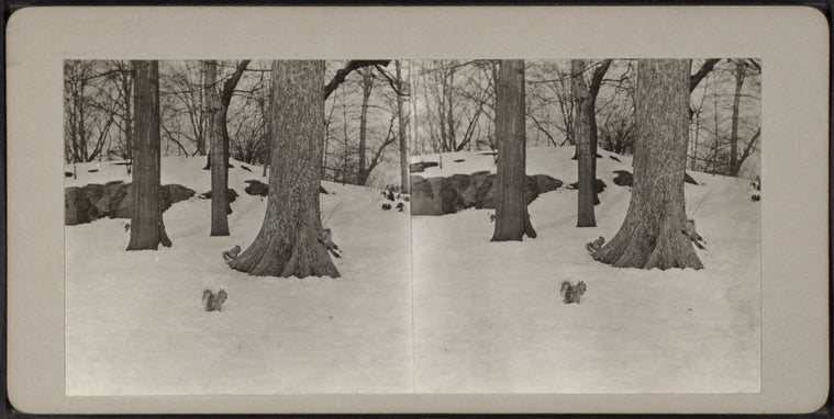 Squirrels in Central Park snow.