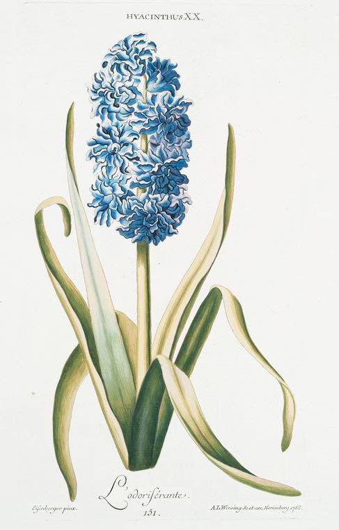 Hyacinthus XX 'L'Odorisérante. [Sweet smelling Hyacinth]