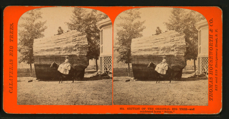 Section of the original Big Tree, and celebrated horse 'Solom.'