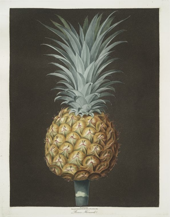 Brown Havannah pine.