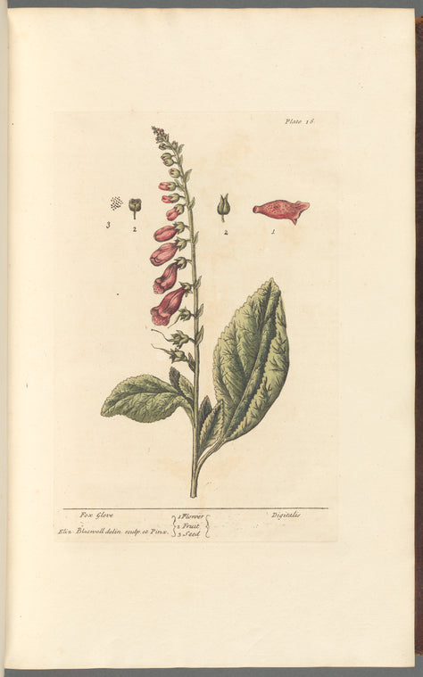 Fox glove