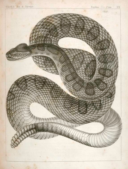 Crotalus confluentus, Prairie Rattle Snake.