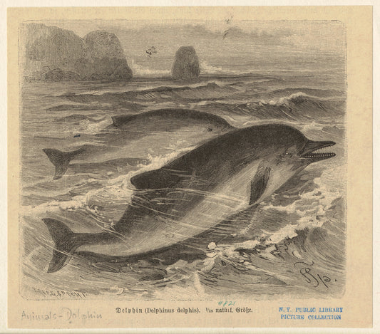 Delphin (Delphinus delphis)