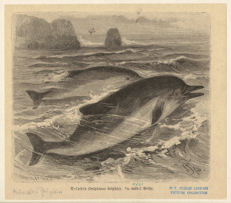 Delphin (Delphinus delphis)