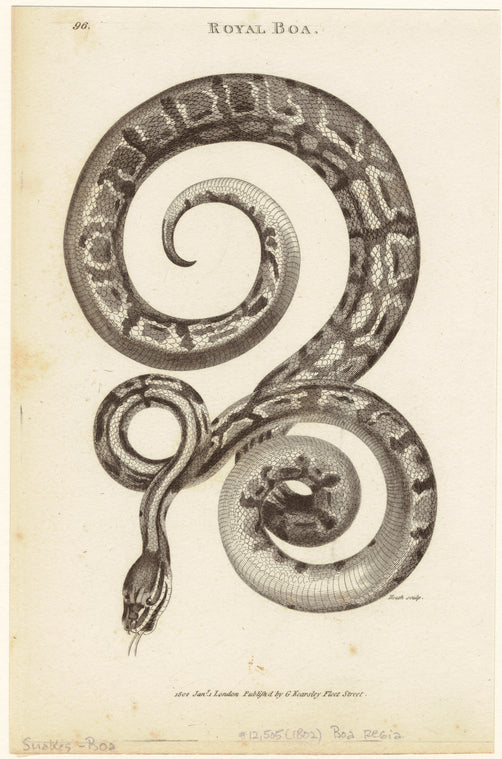 Royal boa