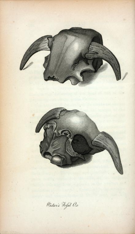 Wistar's Fossil Ox.