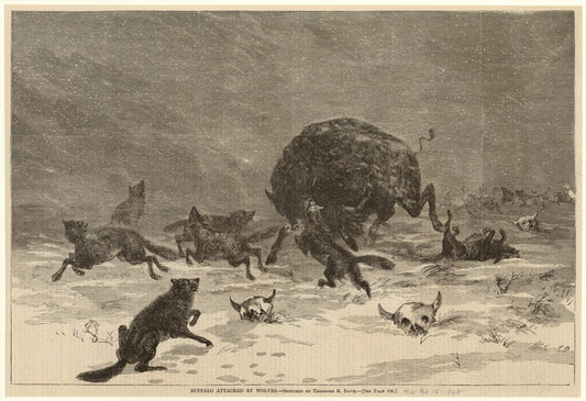 Buffalo attacked by wolves