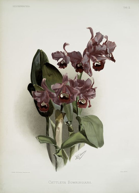 Cattleya Bowringiana.