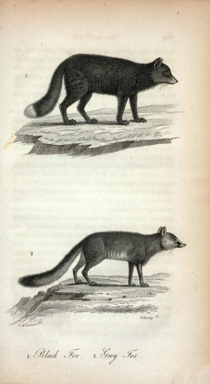 1. Black Fox. 2. Grey Fox.