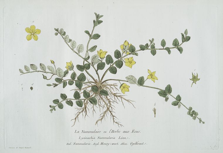 La Nummulaire, ou l'Herbe aux Ecus.