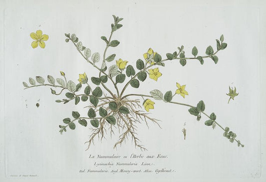 La Nummulaire, ou l'Herbe aux Ecus.
