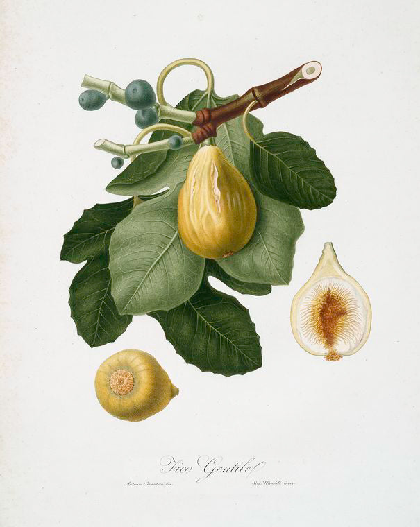 Fico gentile. [Ficus carica sativa ; Common Fig]