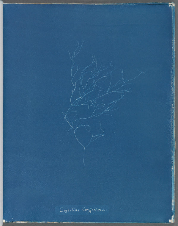 Gigartina Griffithsiae