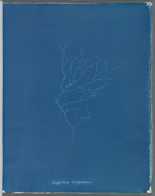 Gigartina Griffithsiae