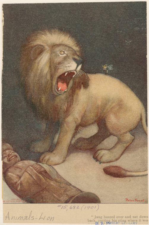 Lion growling when stung by a bee