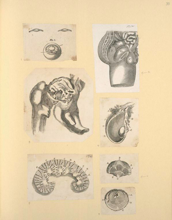 Illustrations of human anatomy.