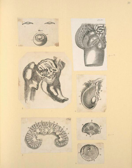 Illustrations of human anatomy.