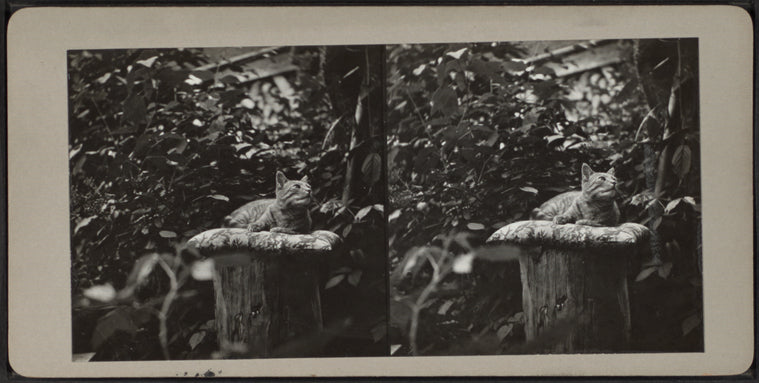 Cat atop pillow on a tree stump.