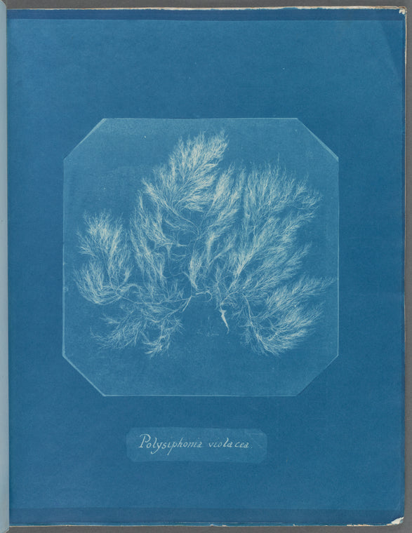 Polysiphonia violacea