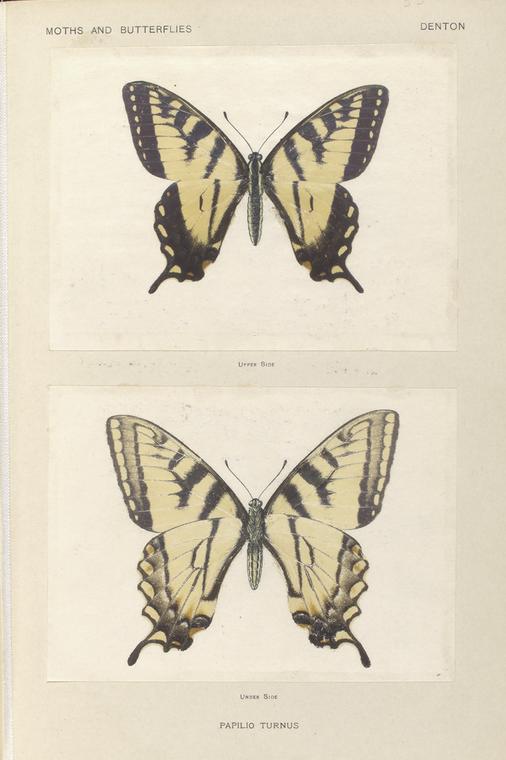 Papilio Turnus.