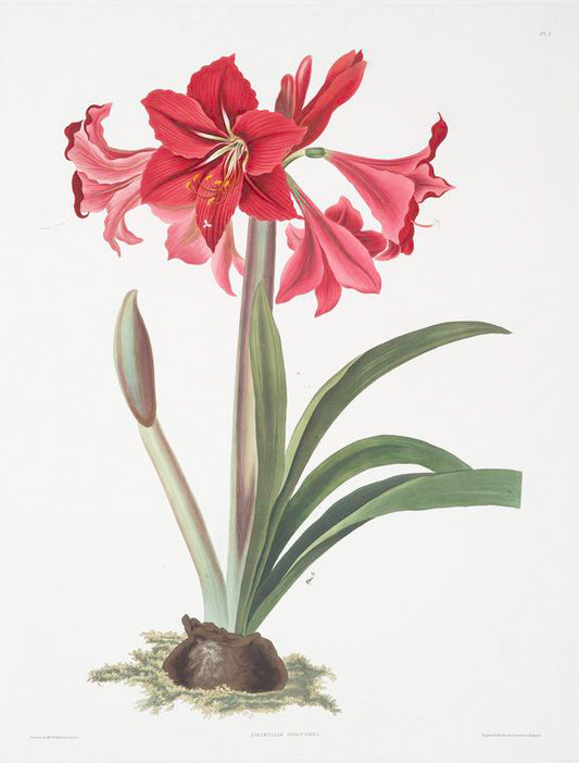Amaryllis Johnsoni.