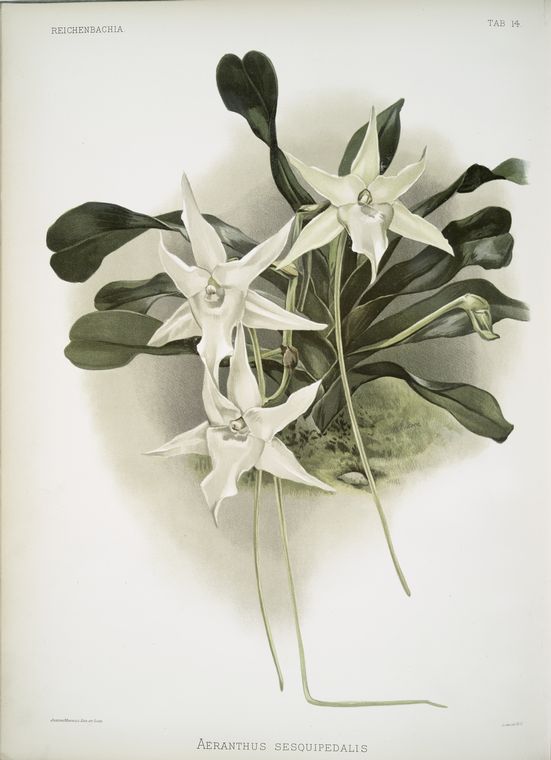 Aeranthus sesquipedalis.