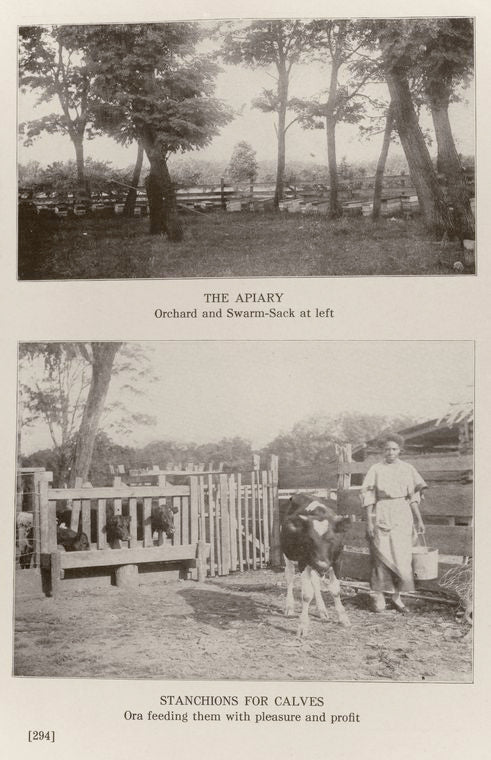 The apiary, orchard and swarm-sack at left. ; Stanchions for calves, Ora feeding them with pleasure and profit.