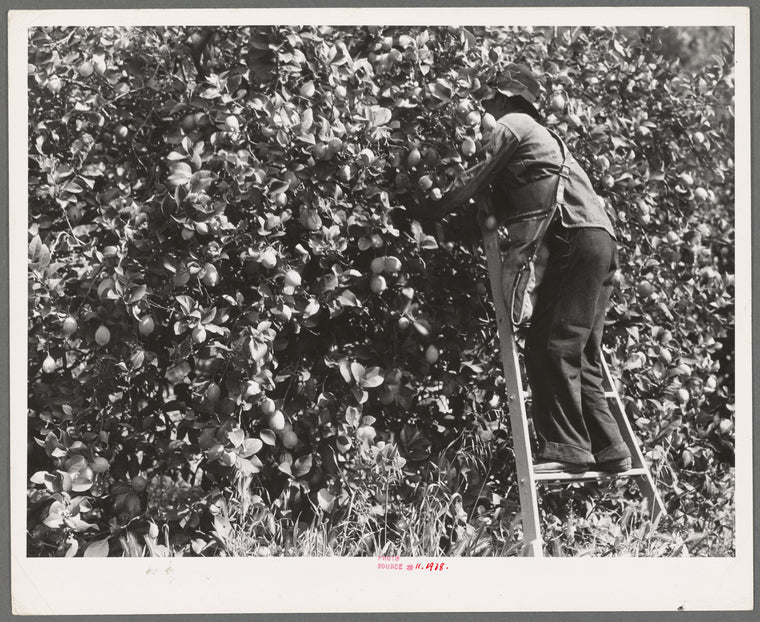 Lemon picking in southern California. Riverside County