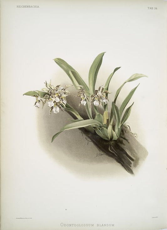 Odontoglossum blandum.