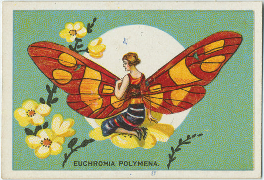Euchromia polymena.