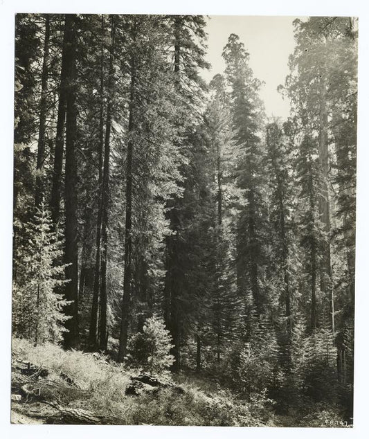 Sequoia, white fir, sugar pine forest, Tulare Co., California