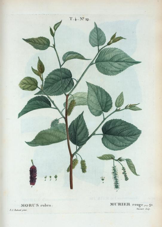 Morus rubra = Murier rouge. [Red Mulberry]