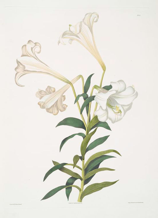 Lilium longiflorum.
