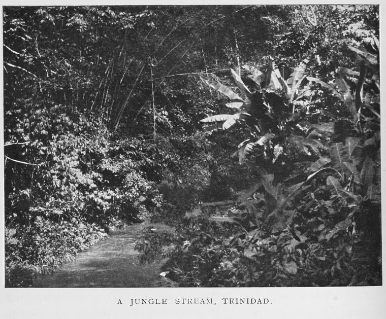 A jungle stream, Trinidad.