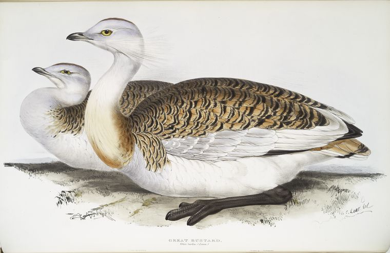 Great Bustard