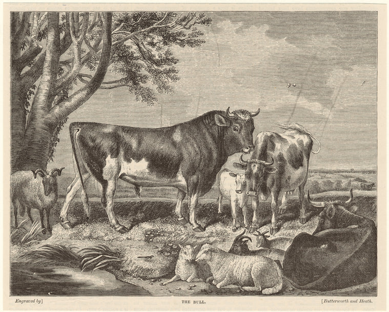 The bull