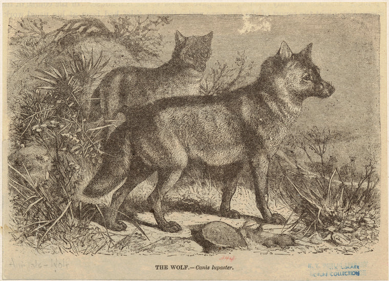 The wolf -- Canis lupaster